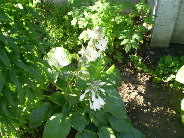 hosta